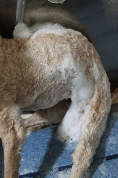 千葉県船橋市のトイプードルのシャンプー画像