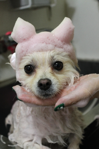 東京都港区のポメラニアンのピンクパック画像