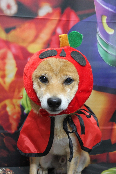 千葉県船橋市の豆柴のトリミング画像
