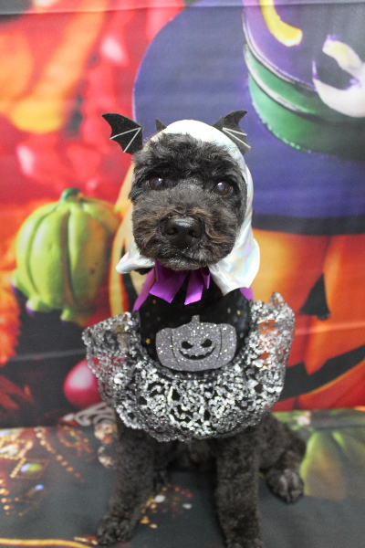 千葉県松戸市のトイプードルのトリミング画像