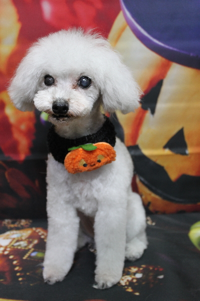 千葉県印西市のトイプードルのトリミング画像