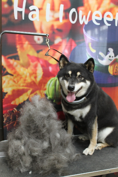 千葉県船橋市の柴犬のトリミング前画像