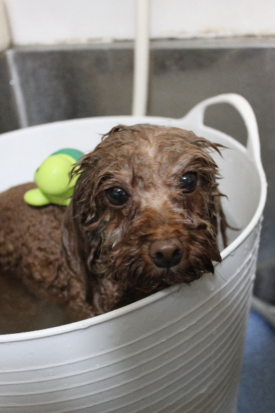 千葉県鎌ヶ谷市のトイプードルの炭酸泉画像