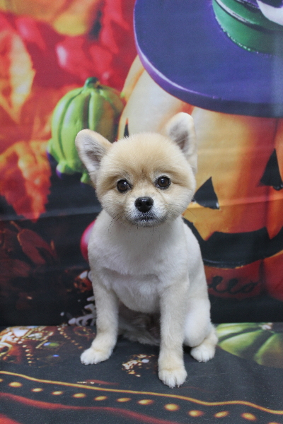 千葉県船橋市のポメラニアンのトリミング画像