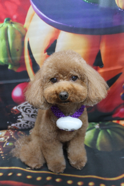 千葉県市川市のトイプードルのトリミング画像