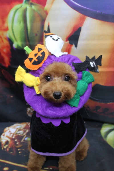 千葉県船橋市のトイプードルのトリミング画像