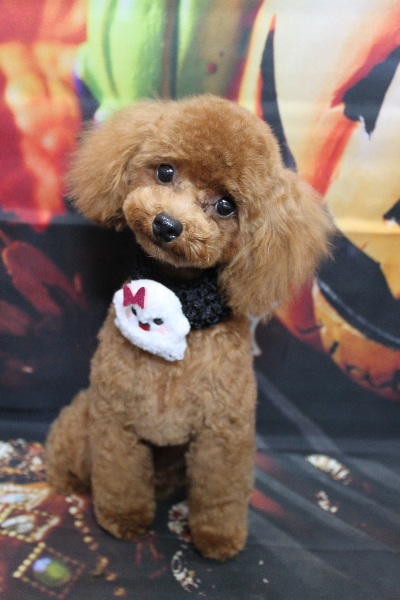 千葉県船橋市のトイプードルのトリミング画像