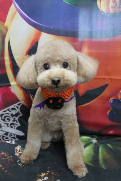 千葉県船橋市のトイプードルのトリミング画像