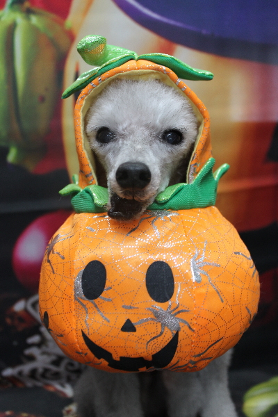 千葉県船橋市のトイプードルのトリミング画像