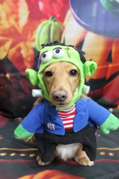 千葉県船橋市のミニチュアダックスのトリミング画像