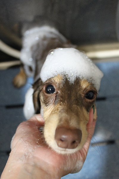 千葉県船橋市のミニチュアダックスのシャンプー画像