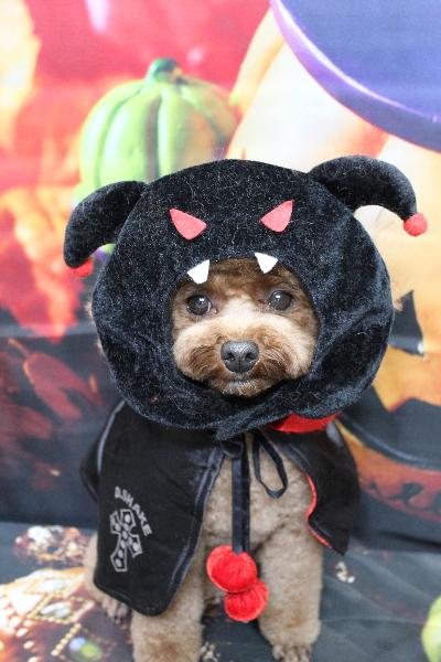 千葉県鎌ケ谷市トイプードルのトリミング画像