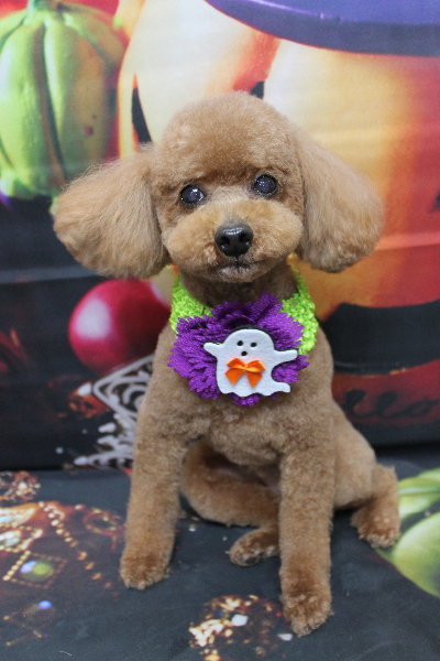 千葉県船橋市のトイプードルのトリミング画像