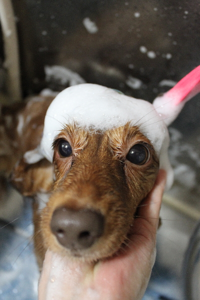 千葉県鎌ケ谷市のミニチュアダックスのシャンプー画像