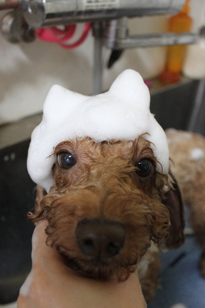 千葉県船橋市のトイプードルのシャンプー画像