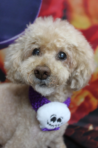 千葉県船橋市のトイプードルのトリミング画像