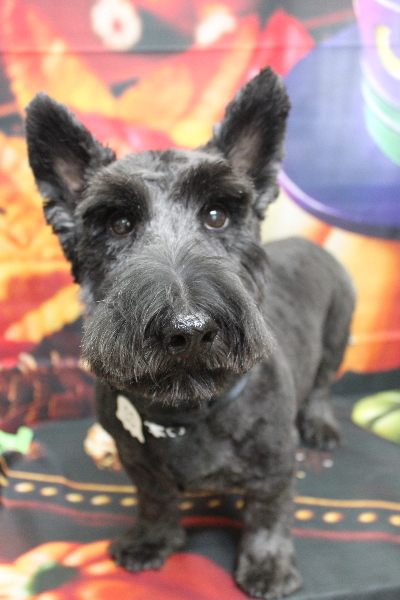 千葉県鎌ケ谷市スコティッシュテリアのトリミング画像