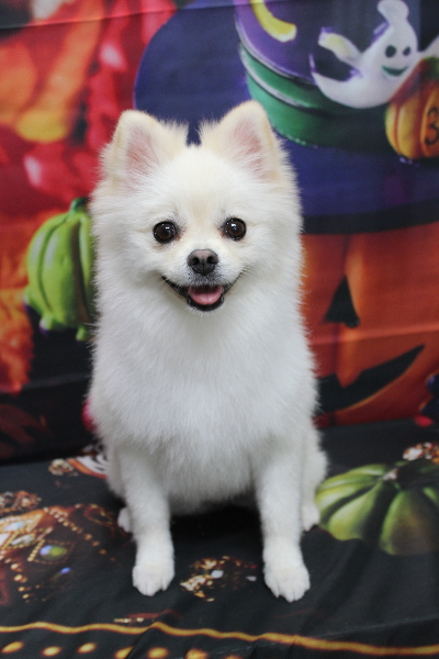 東京都港区のポメラニアンのトリミング画像