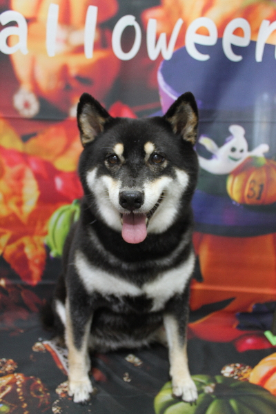 千葉県船橋市の柴犬のトリミング画像