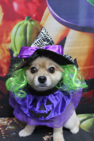 千葉県船橋市のポメラニアンのトリミング画像