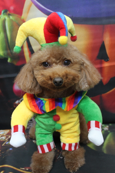 千葉県市川市のトイプードルのトリミング画像