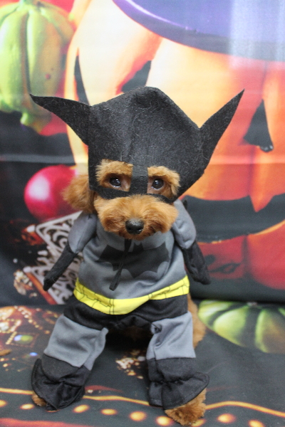 千葉県船橋市のトイプードルのトリミング画像