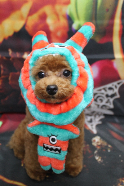 千葉県船橋市のトイプードルのトリミング画像