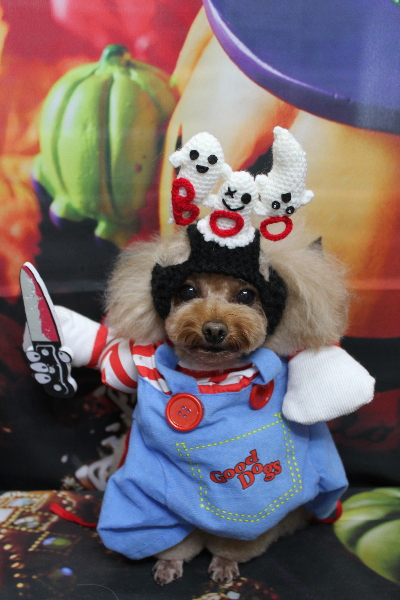 千葉県千葉市のトイプードルのトリミング画像