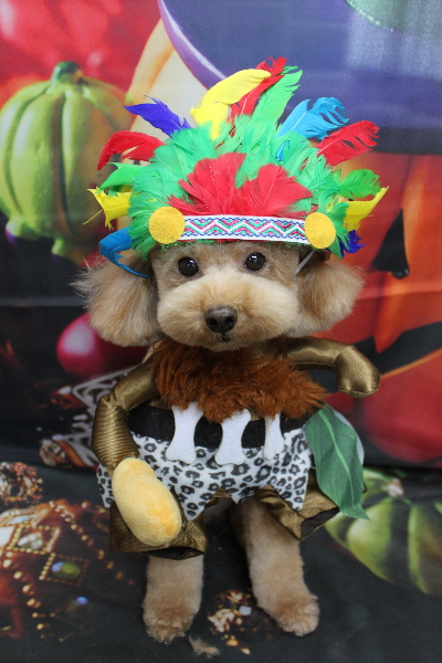 千葉県船橋市のトイプードルのトリミング画像