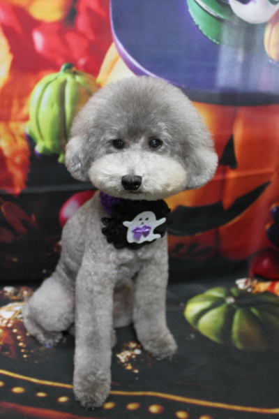 千葉県船橋市のトイプードルのトリミング画像