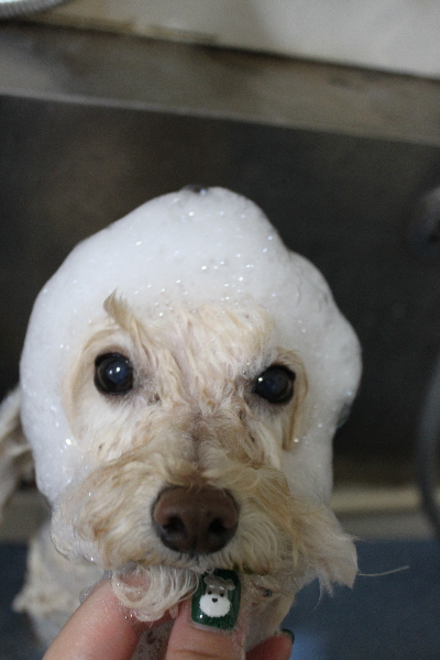 千葉県鎌ケ谷市のトイプードルのシャンプー画像