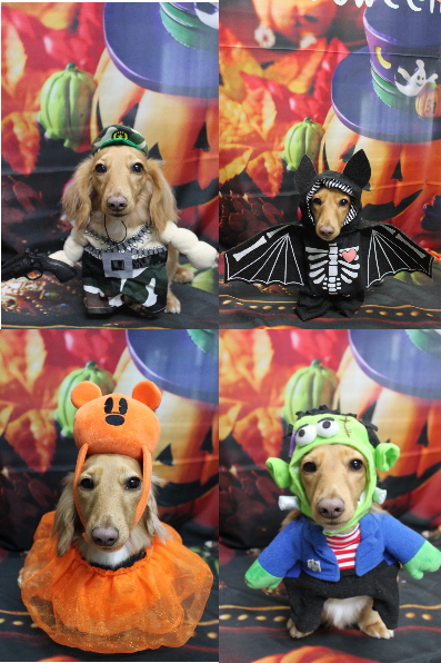 千葉県船橋市のミニチュアダックスのトリミング画像