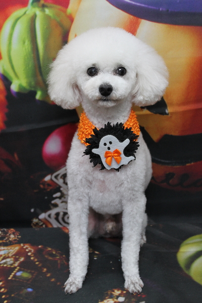 千葉県市川市のトイプードルのトリミング画像