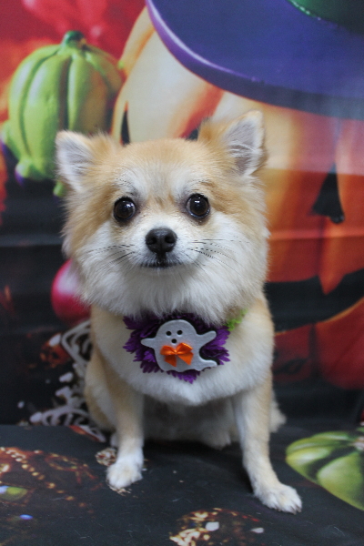 千葉県船橋市のミックス犬のトリミング画像