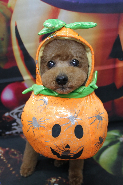 千葉県船橋市のトイプードルのトリミング画像