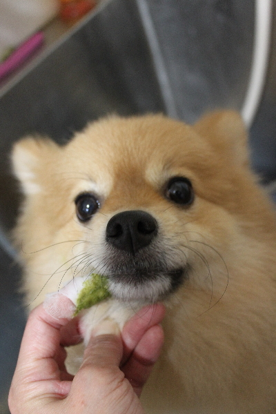 千葉県船橋市ポメラニアンの歯磨き画像