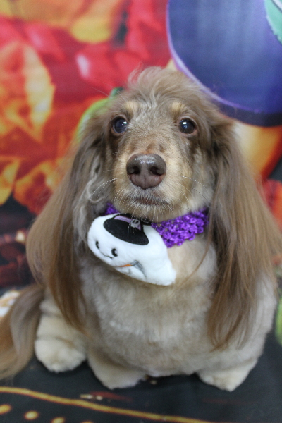 千葉県松戸市のミニチュアダックスのトリミング画像