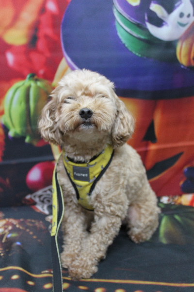 千葉県船橋市のミックス犬のトリミング前画像