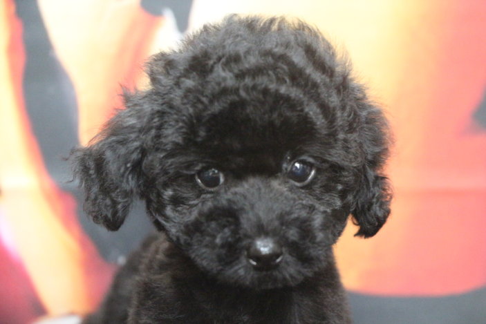 トイプードルブリーダー子犬ブラック黒の男の子、生後2ヶ月。千葉県鎌ヶ谷市船橋市市川市柏市白井市印西市千葉市ブリーダー画像
