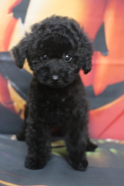 トイプードルブリーダー子犬ブラック黒の男の子、生後2ヶ月。千葉県鎌ヶ谷市船橋市市川市柏市白井市印西市千葉市ブリーダー画像