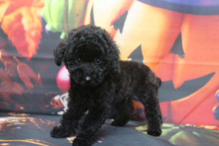 トイプードルブリーダー子犬ブラック黒の男の子、生後2ヶ月。千葉県鎌ヶ谷市船橋市市川市柏市白井市印西市千葉市ブリーダー画像