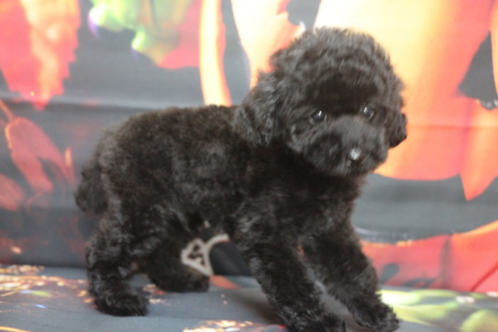 トイプードルブリーダー子犬ブラック黒の男の子、生後2ヶ月。千葉県鎌ヶ谷市船橋市市川市柏市白井市印西市千葉市ブリーダー画像