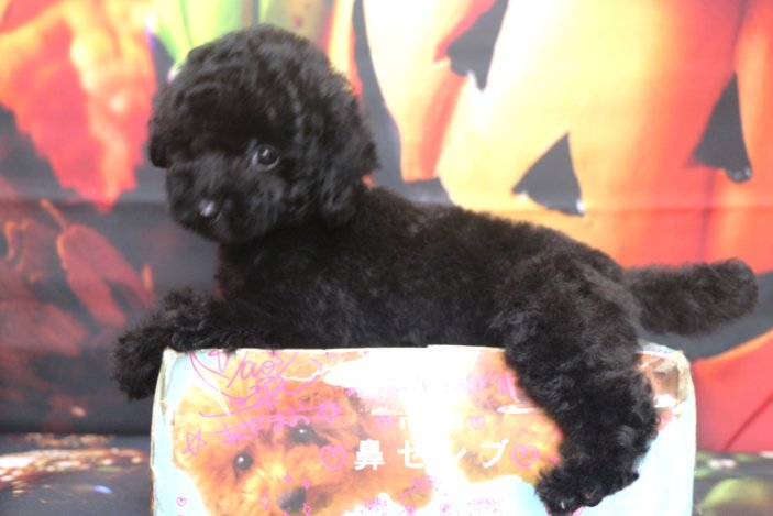 トイプードルブリーダー子犬ブラック黒の男の子、生後2ヶ月。千葉県鎌ヶ谷市船橋市市川市柏市白井市印西市千葉市ブリーダー画像