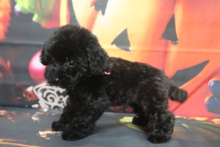 タイニープードルブリーダー子犬ブラック黒の女の子、生後2ヶ月。千葉県鎌ヶ谷市船橋市市川市柏市白井市印西市千葉市ブリーダー画像