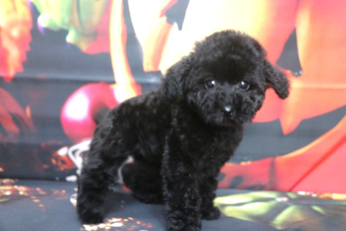 タイニープードルブリーダー子犬ブラック黒の女の子、生後2ヶ月。千葉県鎌ヶ谷市船橋市市川市柏市白井市印西市千葉市ブリーダー画像