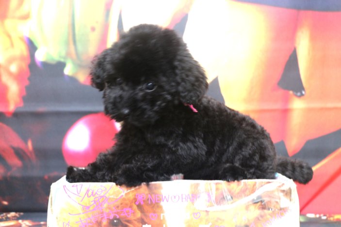 タイニープードルブリーダー子犬ブラック黒の女の子、生後2ヶ月。千葉県鎌ヶ谷市船橋市市川市柏市白井市印西市千葉市ブリーダー画像