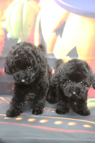 トイプードルブリーダー子犬ブラック黒の男の子女の子兄妹犬、生後2ヶ月。千葉県鎌ヶ谷市船橋市市川市柏市白井市印西市千葉市ブリーダー画像