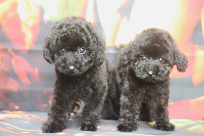 トイプードルブリーダー子犬ブラック黒の男の子女の子兄妹犬、生後2ヶ月。千葉県鎌ヶ谷市船橋市市川市柏市白井市印西市千葉市ブリーダー画像