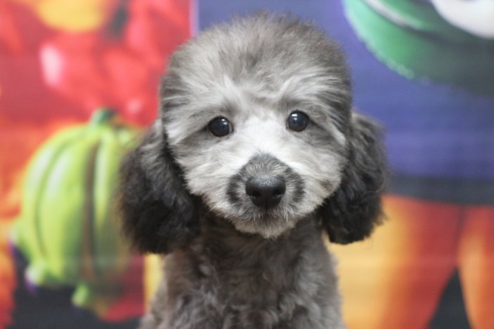 トイプードルブリーダー子犬シルバー男の子生後3ヶ月半。千葉県鎌ヶ谷市船橋市市川市柏市白井市印西市千葉市ブリーダー画像