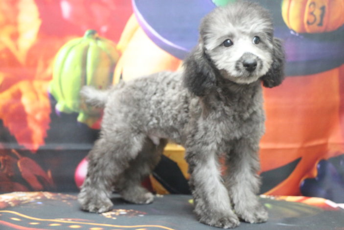 トイプードルブリーダー子犬シルバー男の子生後3ヶ月半。千葉県鎌ヶ谷市船橋市市川市柏市白井市印西市千葉市ブリーダー画像